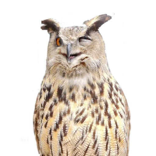 😉 Стикер «Owl Yoll and Co» для Telegram