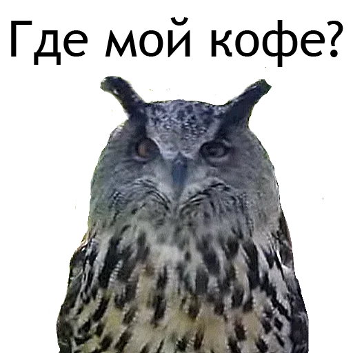 🥱 Стикер «Owl Yoll and Co» для Telegram