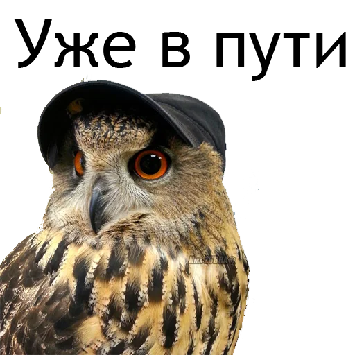 🏃 Стикер «Owl Yoll and Co» для Telegram