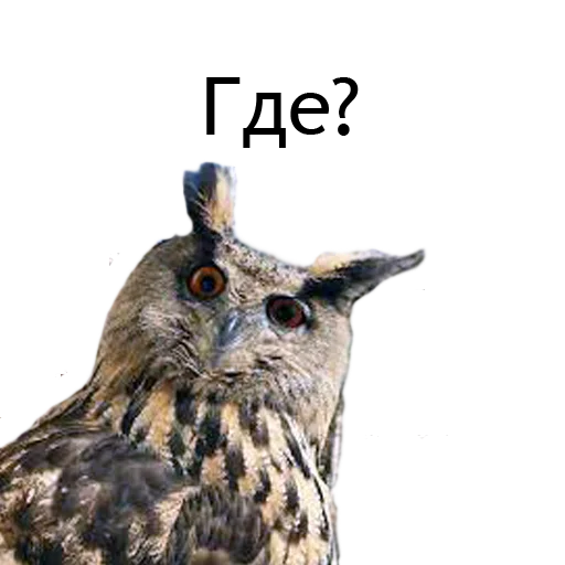 😲 Стикер «Owl Yoll and Co» для Telegram