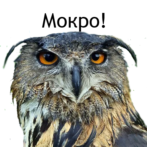 🌧️ Стикер «Owl Yoll and Co» для Telegram