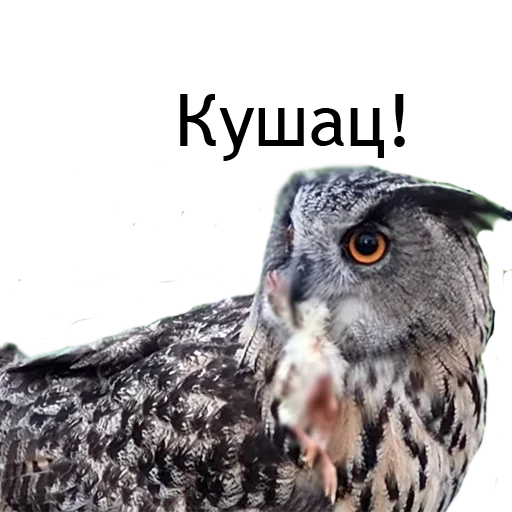 🍗 Стикер «Owl Yoll and Co» для Telegram