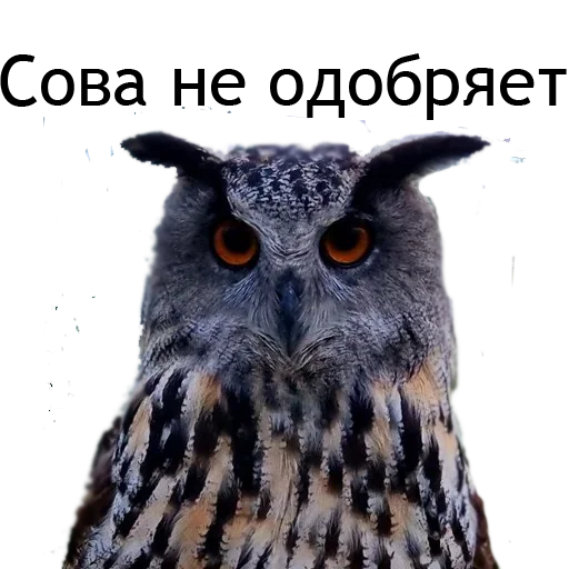🫤 Стикер «Owl Yoll and Co» для Telegram