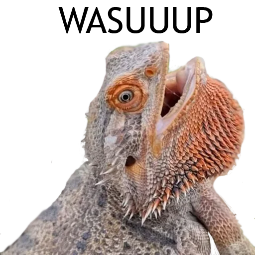 🤪 Стикер «Owl Yoll and Co» для Telegram