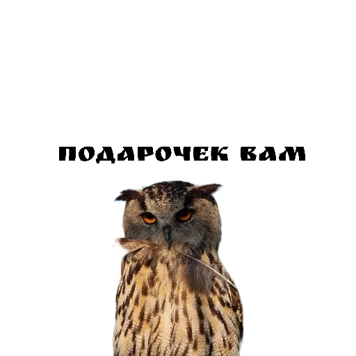 🎁 Стикер «Owl Yoll and Co» для Telegram
