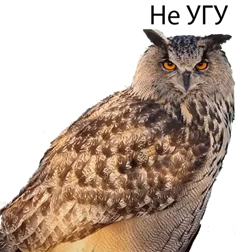 😑 Стикер «Owl Yoll and Co» для Telegram