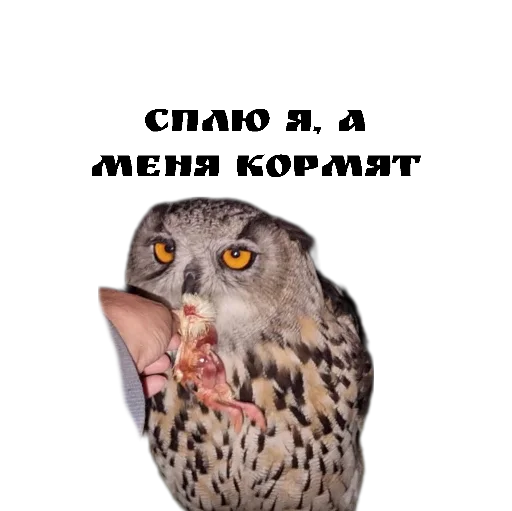😴 Стикер «Owl Yoll and Co» для Telegram