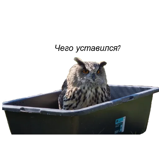 Стикерпак Owl Yoll and Co для Telegram — скачать