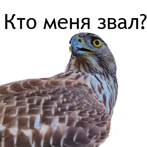 👀 Стикер «Owl Yoll and Co» для Telegram