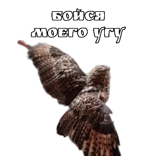 👻 Стикер «Owl Yoll and Co» для Telegram