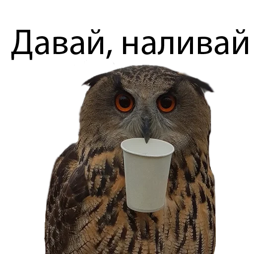 🍺 Стикер «Owl Yoll and Co» для Telegram