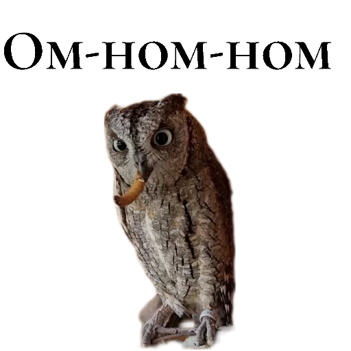 🍖 Стикер «Owl Yoll and Co» для Telegram