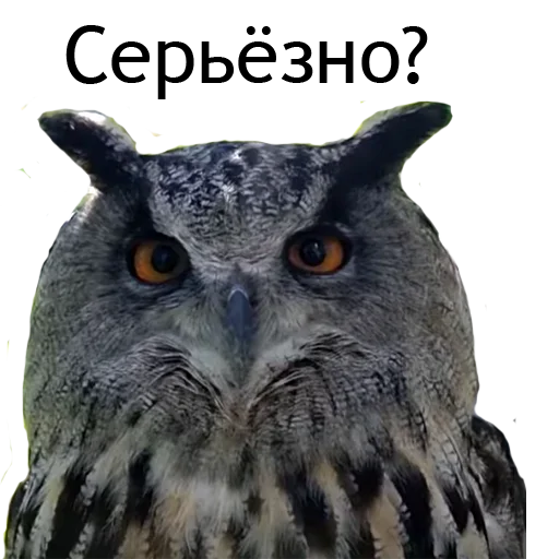 😳 Стикер «Owl Yoll and Co» для Telegram