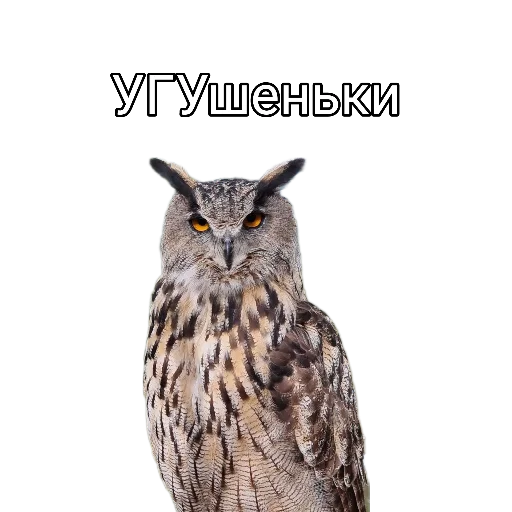 😏 Стикер «Owl Yoll and Co» для Telegram