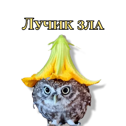 😈 Стикер «Owl Yoll and Co» для Telegram