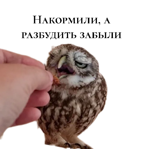 😪 Стикер «Owl Yoll and Co» для Telegram