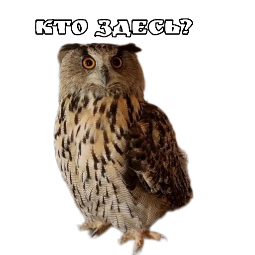 😯 Стикер «Owl Yoll and Co» для Telegram