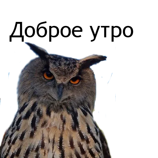 🖐️ Стикер «Owl Yoll and Co» для Telegram