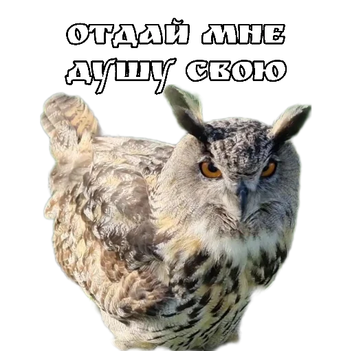👹 Стикер «Owl Yoll and Co» для Telegram