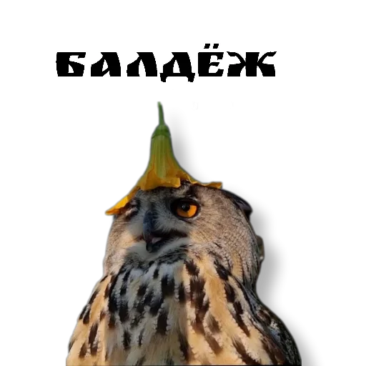 😋 Стикер «Owl Yoll and Co» для Telegram