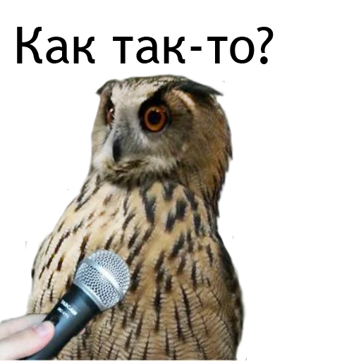 😲 Стикер «Owl Yoll and Co» для Telegram