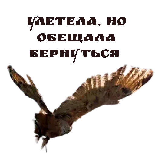 👋 Стикер «Owl Yoll and Co» для Telegram