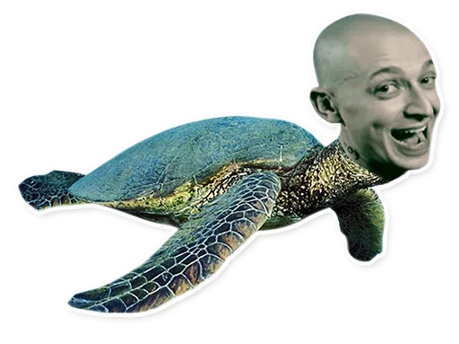 🐢 Стикер «Оксимимох» для Telegram