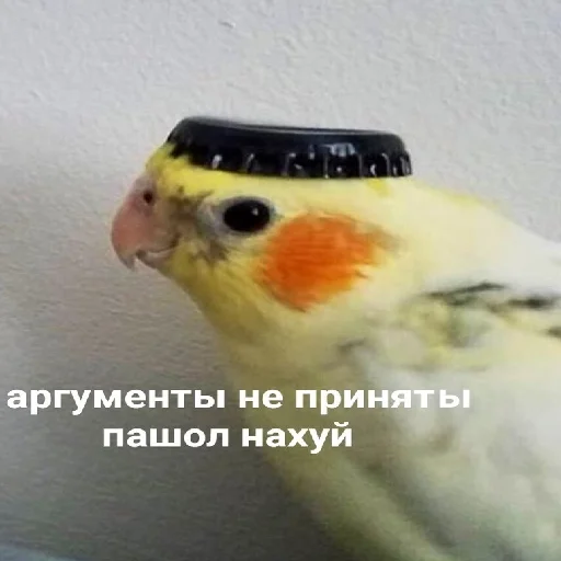 🖕 Стикер «П остирония» для Telegram