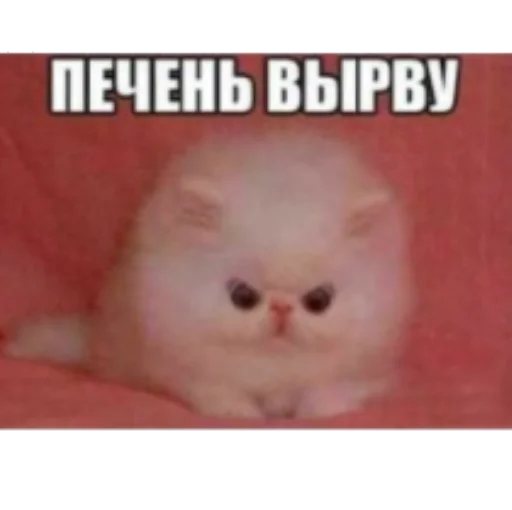 😈 Стикер «Pablo» для Telegram