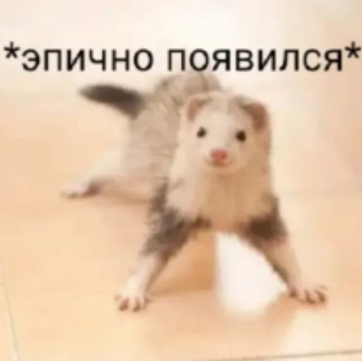 🕶️ Стикер «Pablo» для Telegram