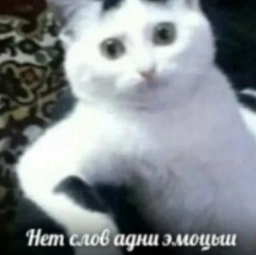 🙃 Стикер «Pablo» для Telegram