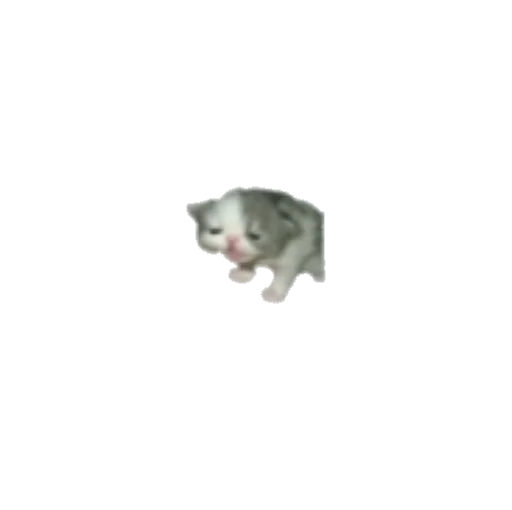 🤧 Стикер «Pablo» для Telegram