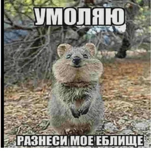🤔 Стикер «Hcss» для Telegram