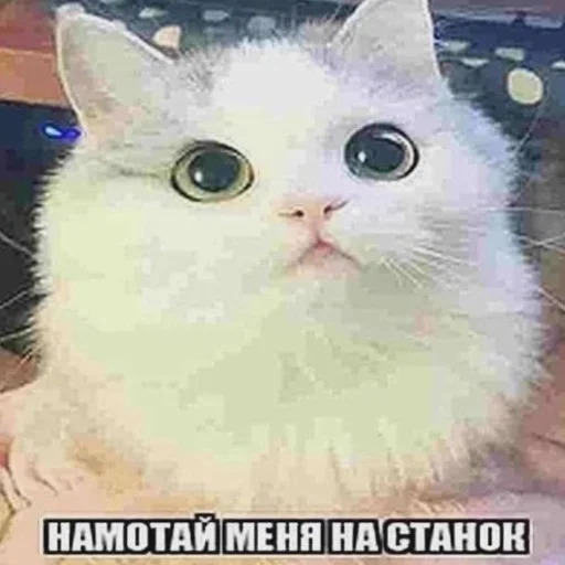 🤪 Стикер «Hcss» для Telegram