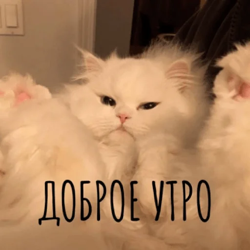 ☀️ Стикер «pacifist» для Telegram