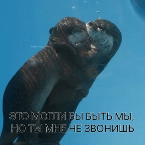 🫀 Стикер «pacifist» для Telegram