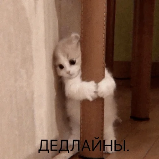 🥲 Стикер «pacifist» для Telegram