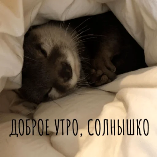 ☀️ Стикер «pacifist» для Telegram