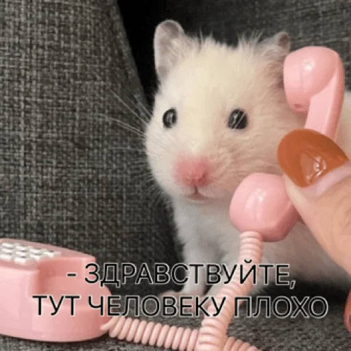 🤳 Стикер «pacifist» для Telegram