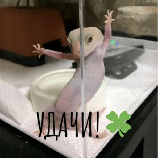 🍀 Стикер «pacifist» для Telegram