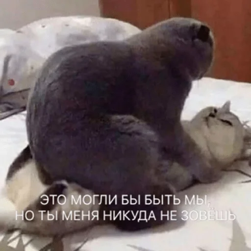 🔞 Стикер «pacifist» для Telegram