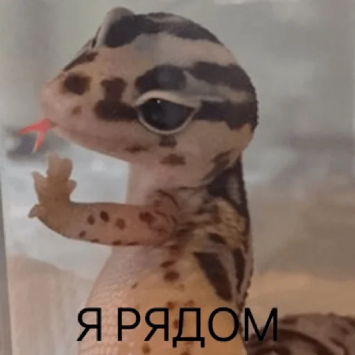 🙃 Стикер «pacifist» для Telegram