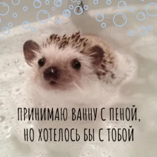 😏 Стикер «pacifist» для Telegram