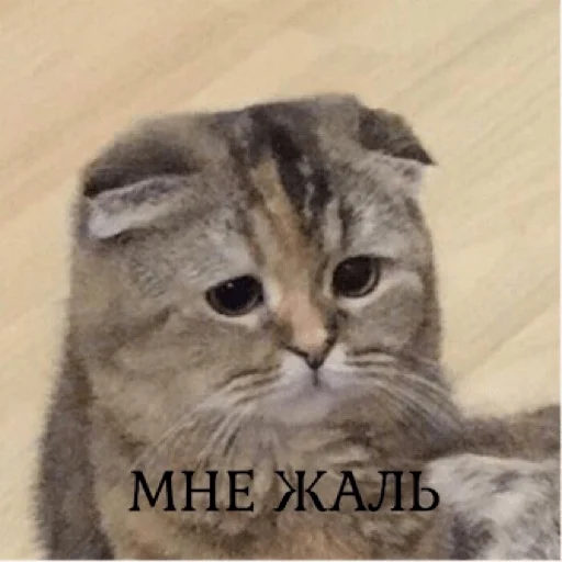 ☹️ Стикер «pacifist» для Telegram