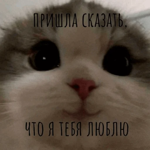 ❤️ Стикер «pacifist» для Telegram
