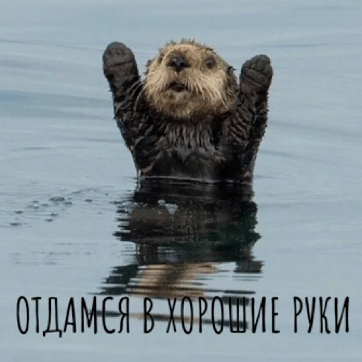 ❤️ Стикер «pacifist» для Telegram