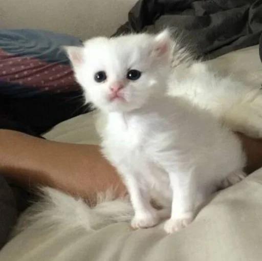 ➖ Стикер «Кошки и котята» для Telegram
