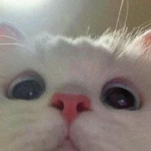 🥺 Стикер «Кошки и котята» для Telegram