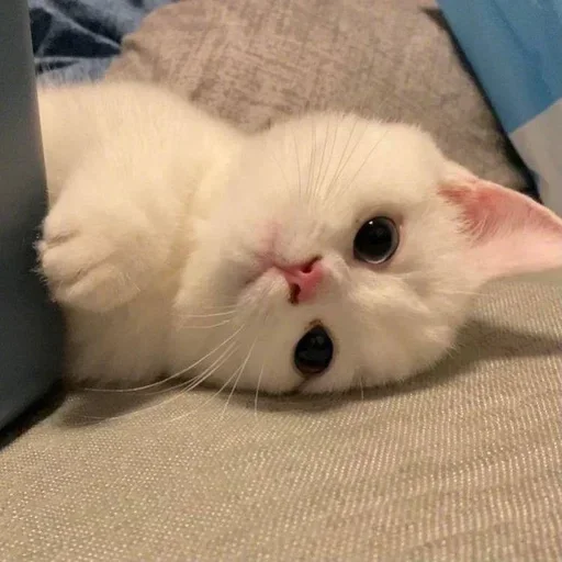 🥺 Стикер «Кошки и котята» для Telegram
