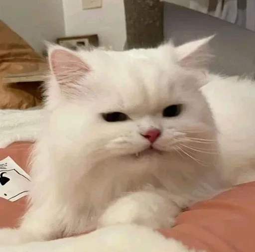 🥺 Стикер «Кошки и котята» для Telegram